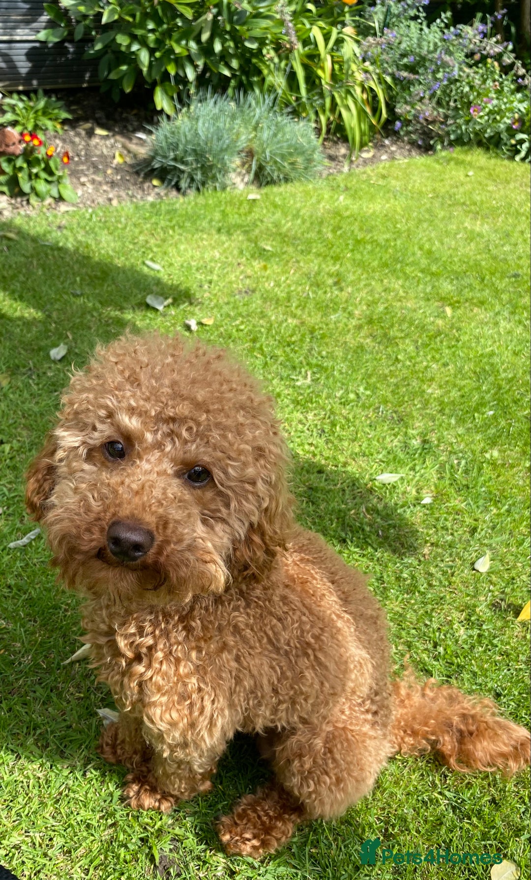 Toy Poodle dogs for stud: Toy Poodle Stud (Not for Sale) in Houghton le Spring - Advert 11