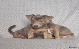 Jack Russell dogs for sale: Miniature jack Russell's only 3 available now - Image 11
