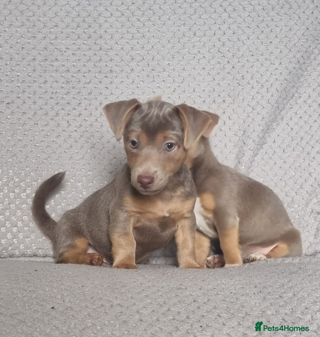 Jack Russell dogs for sale: Miniature jack Russell's only 3 available now - Image 11