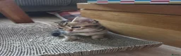 Mixed Breed cats for sale: Beautiful kittens for sale in Tenterden - Advert 5