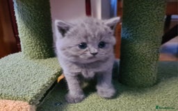 British Shorthair cats for sale: British Shorthair/Scottish Fold - 2 Grey Avail - Image 1