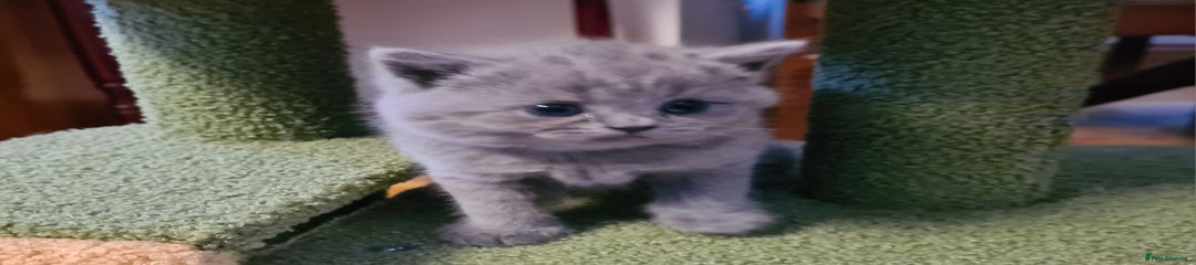 British Shorthair Kitten 2