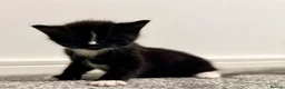 Turkish Angora cats for sale: 1 REMAINING Beautiful TurkishAngora Cross Kittens  - Advert 19