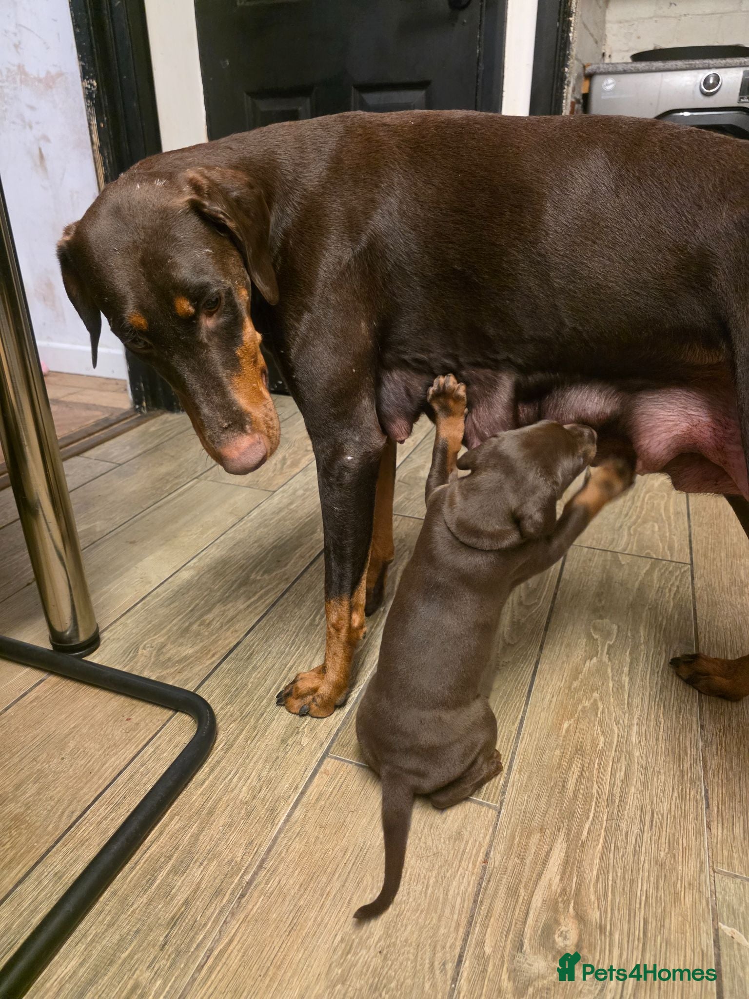 Dobermann dogs for sale: Pedigree Chunky Doberman Puppies - Advert 1