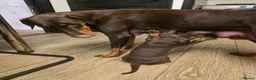 Dobermann dogs for sale: Pedigree Chunky Doberman Puppies - Advert 1