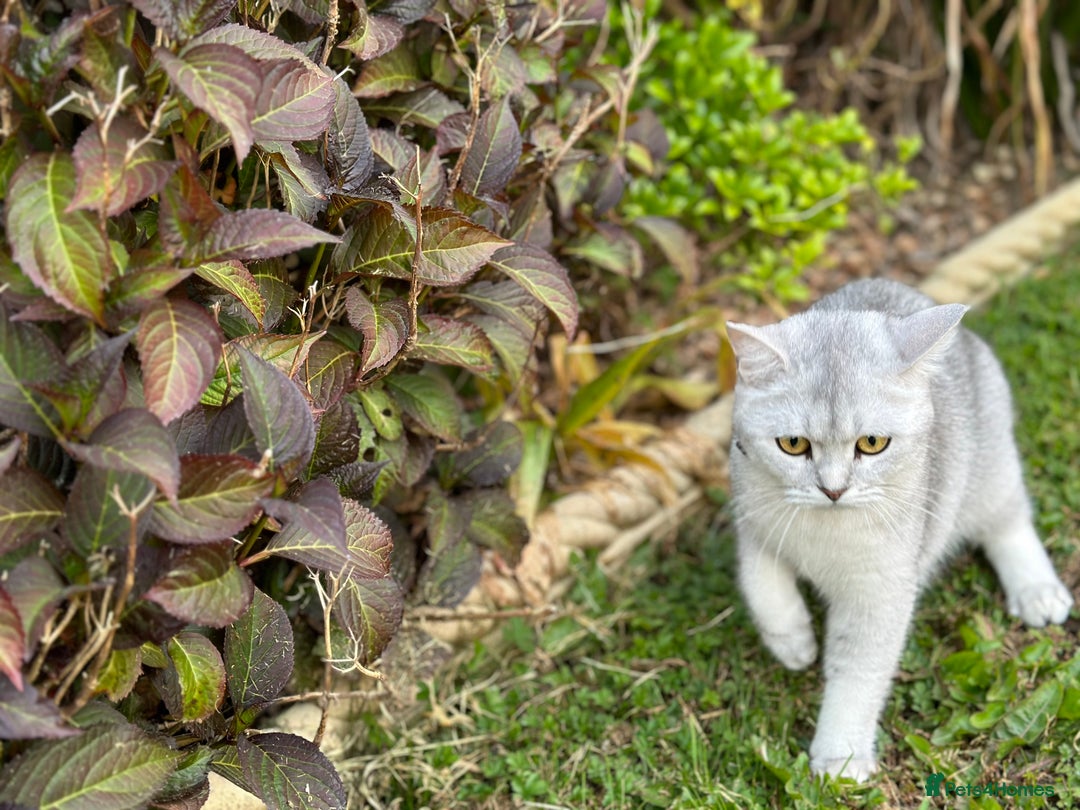 British Shorthair cats for sale: Rare polar-coloured(light silver/blonde)coat - Advert 11