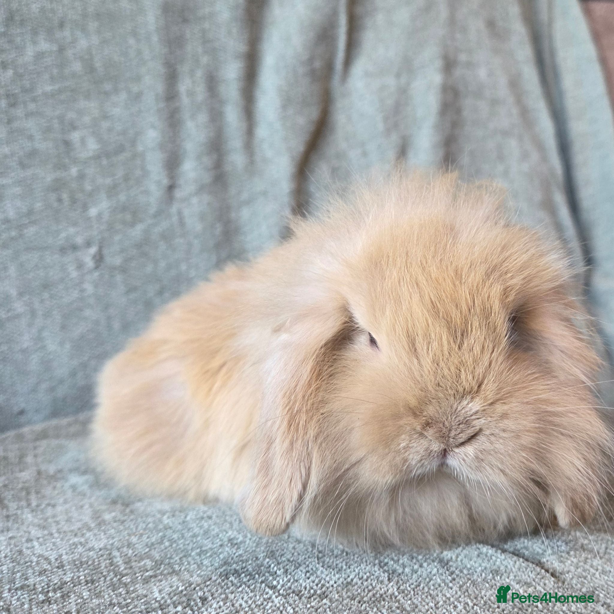 Mini Lion Lop rabbits 8 week old True type Teddy lion lop READY NOW - Advert 1