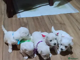 Bichon Frise dogs 3 beautifuls puppy Bichon Maltese - Advert 3