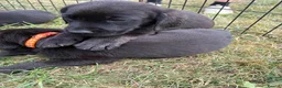 Labrador Retriever dogs for sale: Labrador puppies  - Advert 8