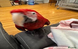 Macaws birds for sale: Green Wing Macaw - Image 3