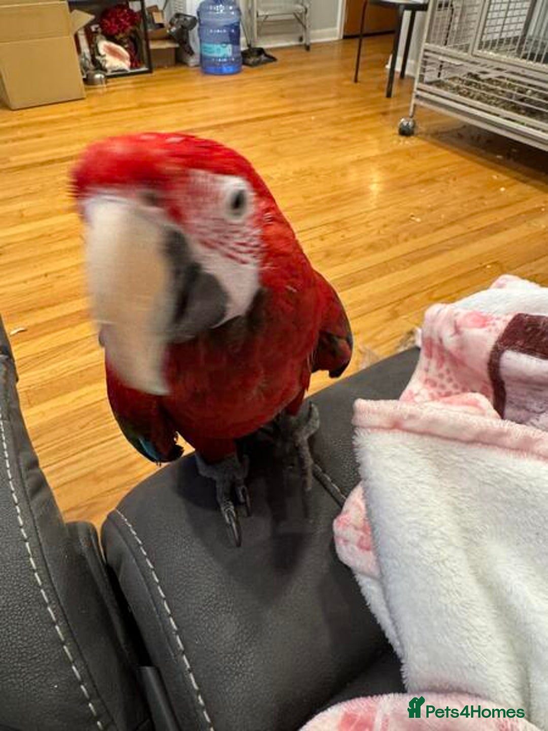 Macaws birds for sale: Green Wing Macaw - Image 3