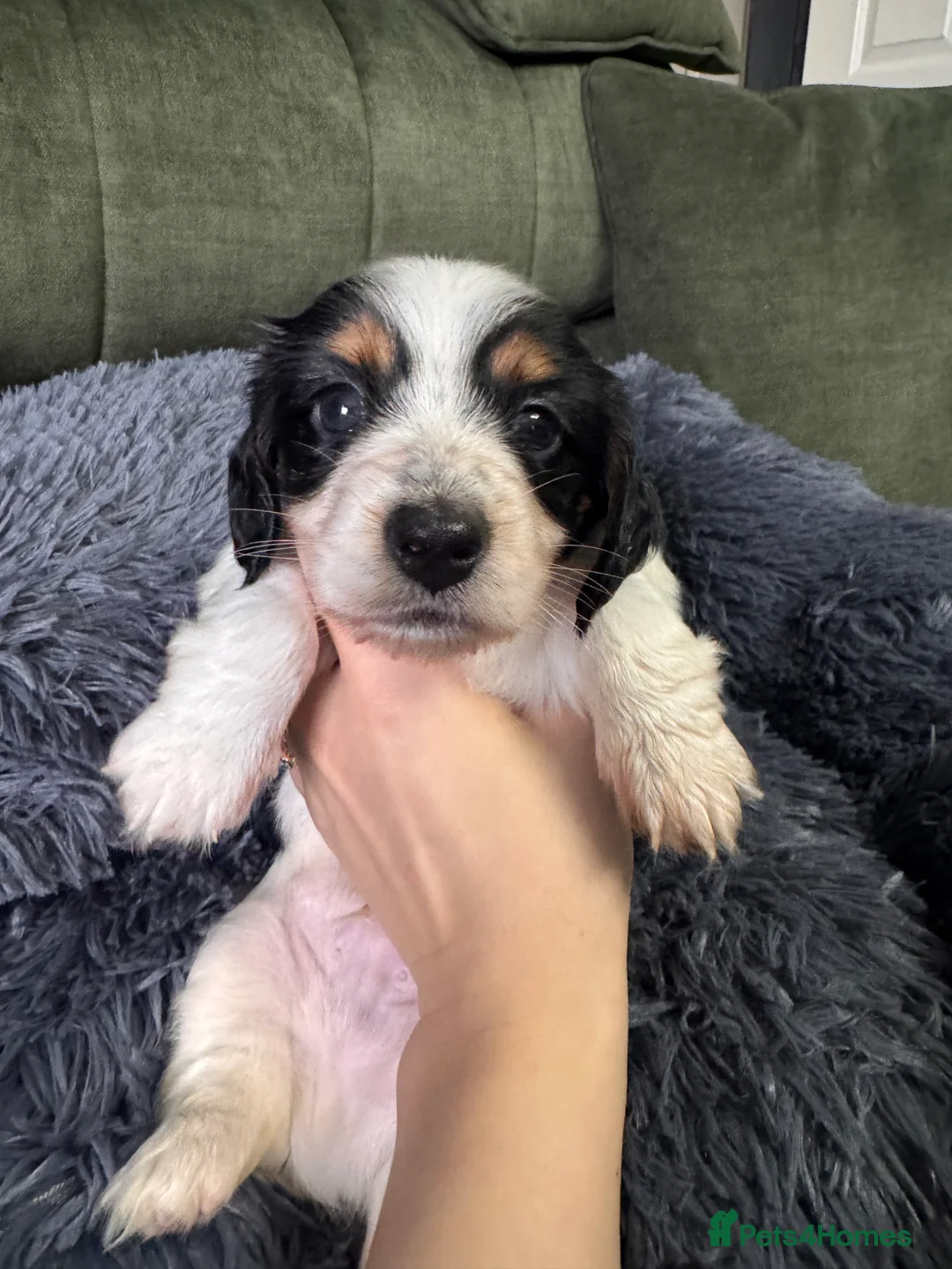 Miniature Dachshund dogs for sale: 2 piebald miniature long haired dachshund puppies  - Advert 14