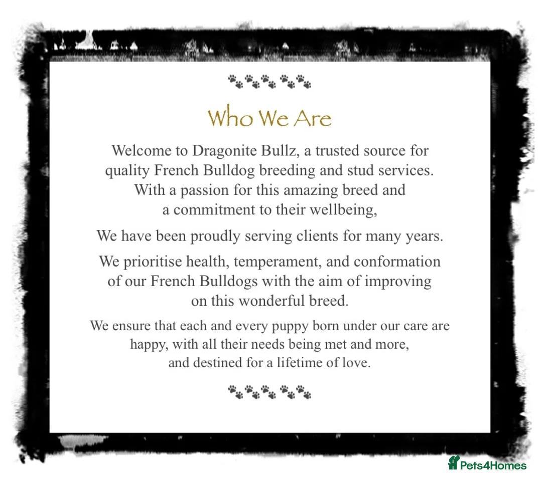 French Bulldog dogs for stud: 🇫🇷 French Bulldog For Stud  🇫🇷 in Croydon - Advert 28