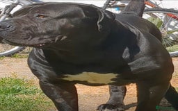 Boerboel dogs for stud: Pure Boerboel up for stud - Image 4