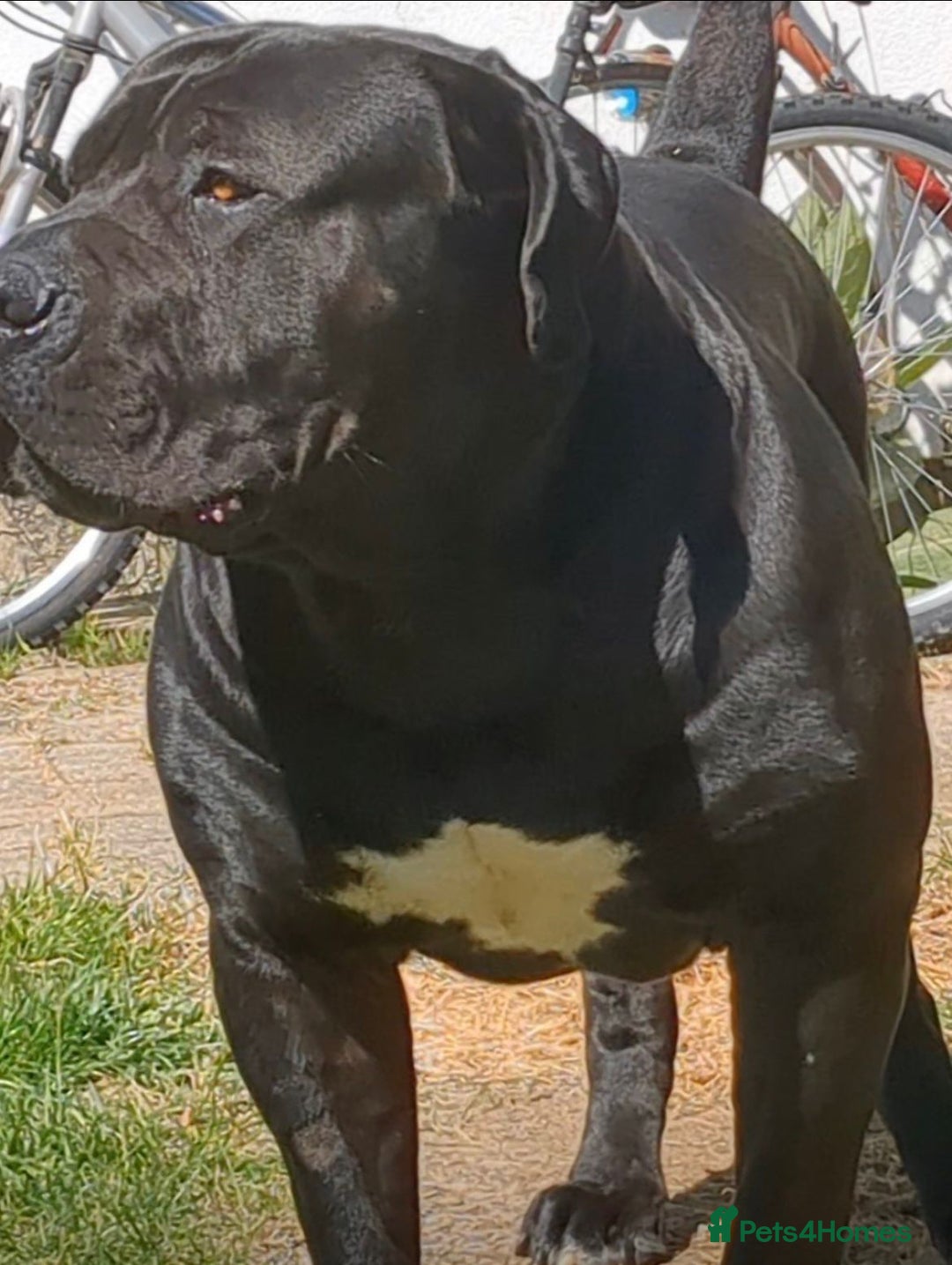 Boerboel dogs for stud: Pure Boerboel up for stud - Image 4