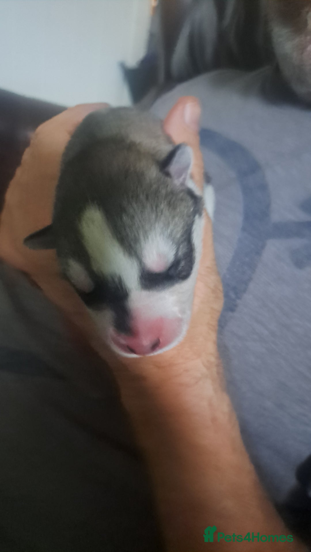Siberian Husky dogs for sale: Six gorgeous husky pups - Image 11