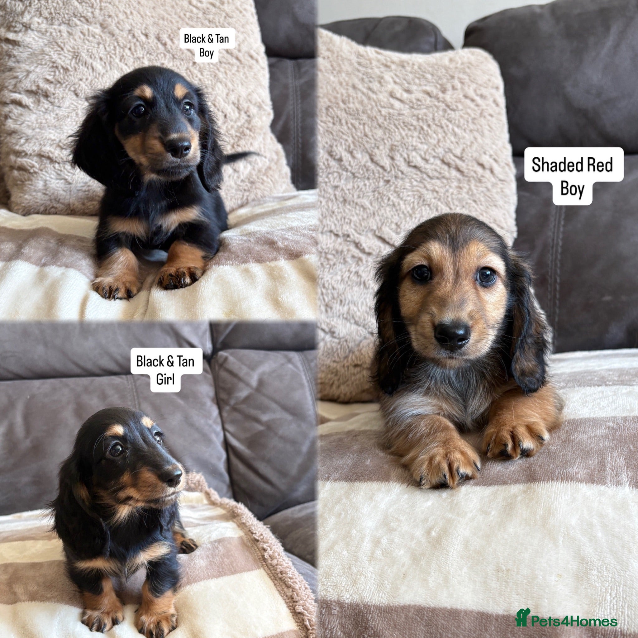 Miniature Dachshund dogs     Exceptional KC Long Haired Mini Dachshunds🤍 - Advert 1