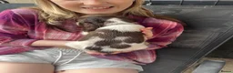 English Springer Spaniel dogs for sale: Springer spaniel pups - Advert 27