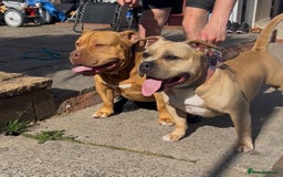 American Bully dogs for sale: Pocket bully puppies *2 females left* - Image 3