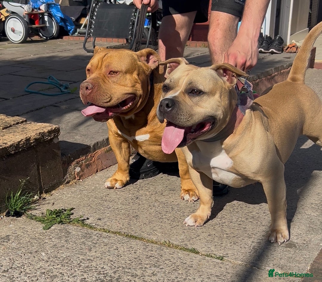 American Bully dogs for sale: Pocket bully puppies *2 females left* - Image 3