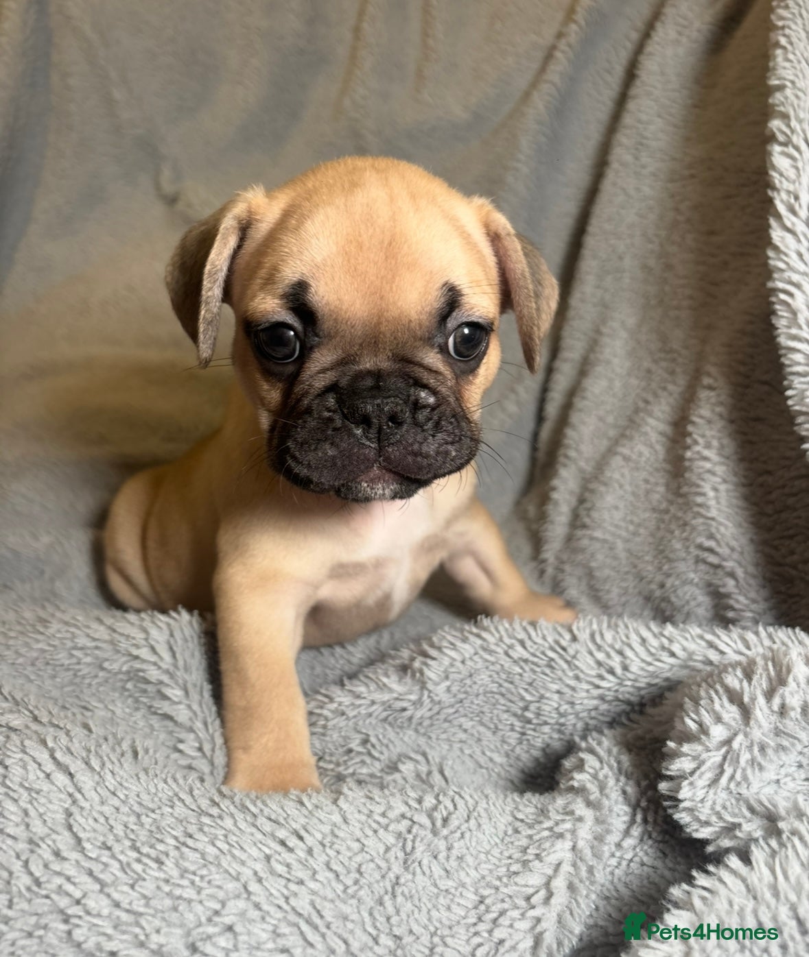 French Bulldog dogs French bulldog puppies  - Advert 18