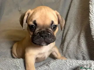French Bulldog dogs French bulldog puppies - Advert 18