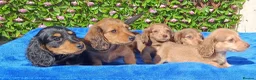 Miniature Dachshund dogs for sale: FULLY VAX "TALLY" MINI LH  KC REG PRA CLEAR - Advert 17