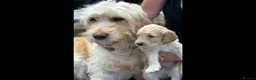 Double Doodle dogs for sale: Beautiful Golden St Bernadoodle Puppies for Sale  in Crewe - Advert 10