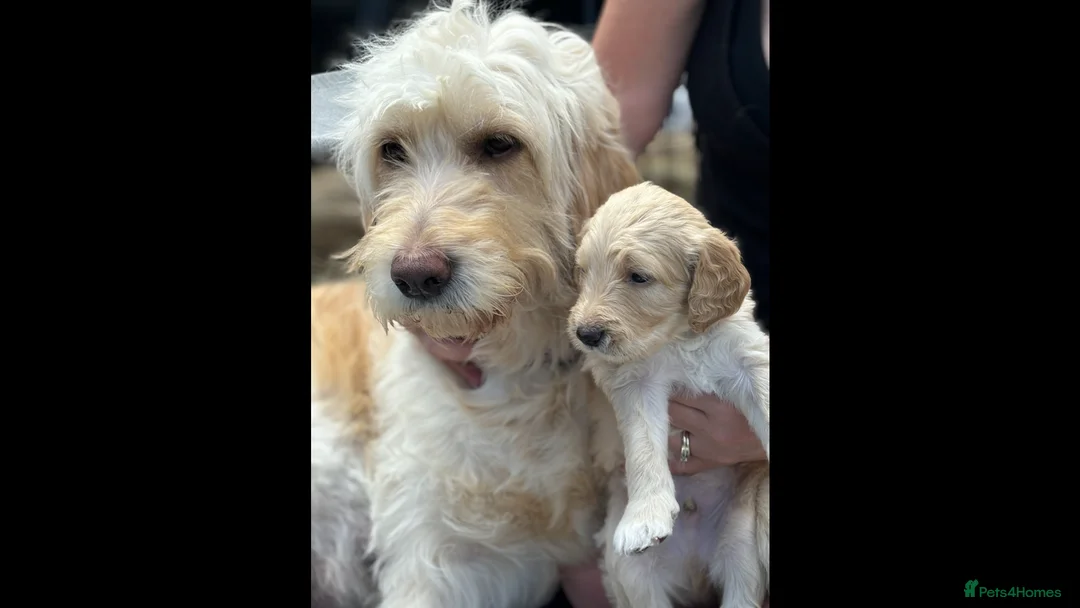 Double Doodle dogs for sale: Beautiful Golden St Bernadoodle Puppies for Sale  in Crewe - Advert 10
