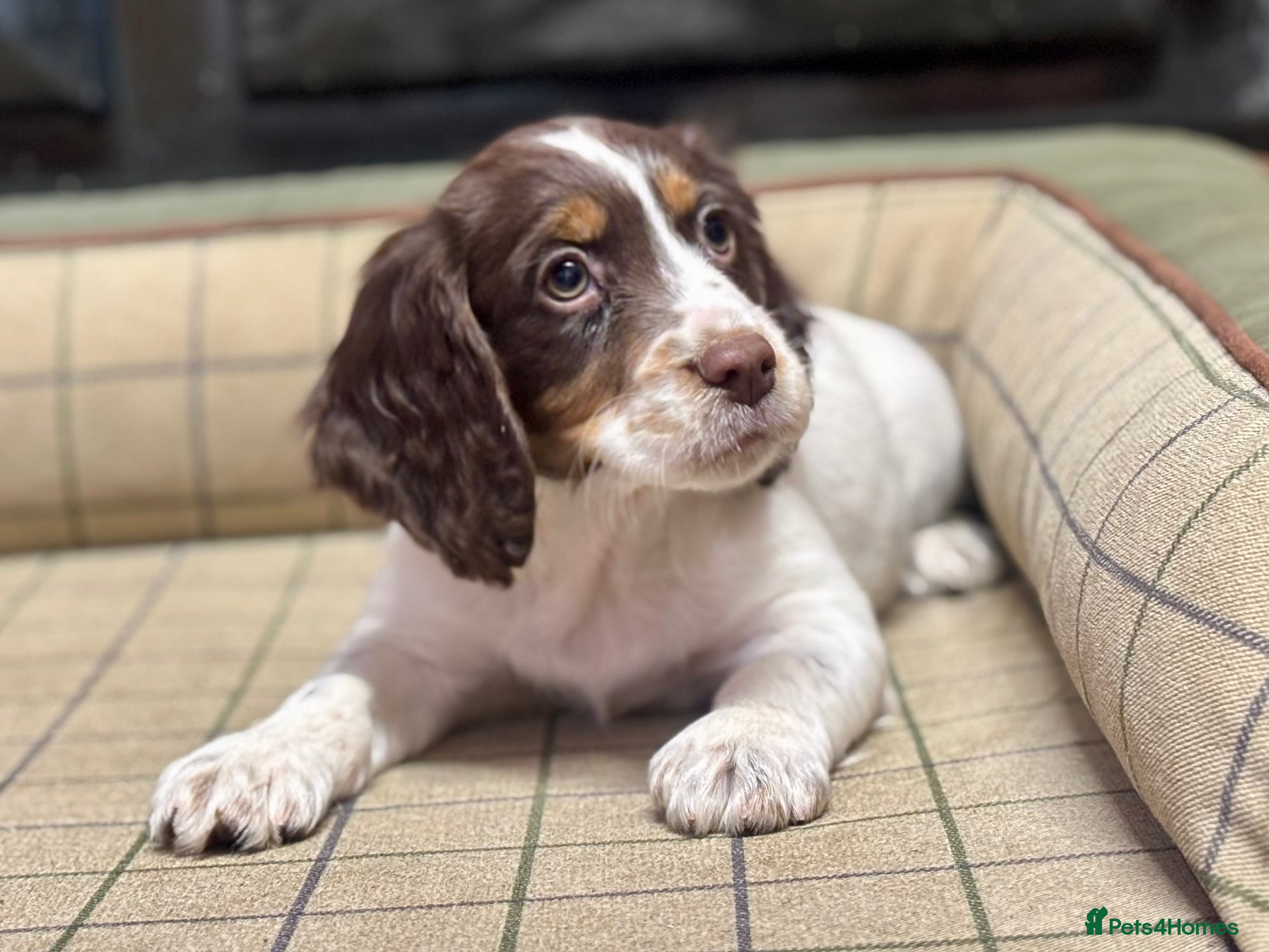 Cocker Spaniel dogs Stunning KC Cocker Spaniel Pup  - Advert 3