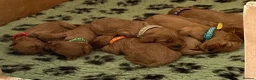 Cockapoo dogs for sale: *Health Tested through Parentage*F1 Cockapoo’s - Advert 12