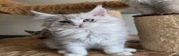 Maine Coon cats for sale: Ready now Silver with white Maine Coon kittens - Advert 17