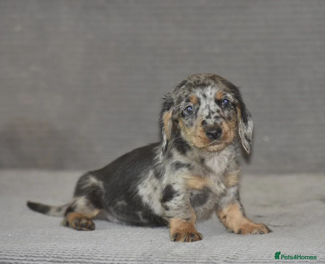 Dachshund dogs for sale: Stunning dachshund pups - Advert 10
