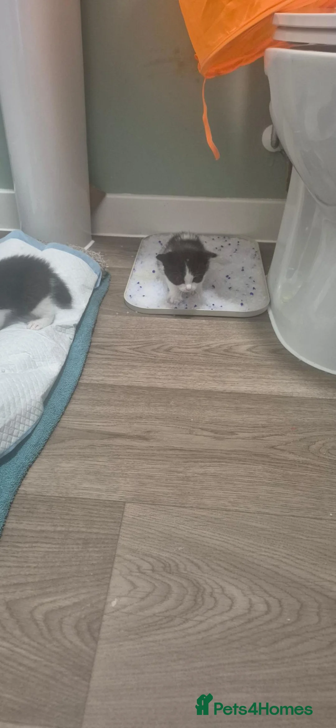 Mixed Breed cats for sale: Mixed breed kittens in Paignton - Advert 2