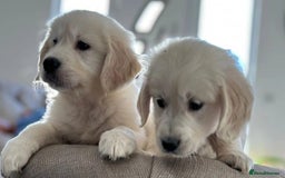 Golden Retriever dogs for sale: Golden retriever puppies  - Advert 2
