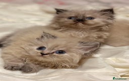 Mixed Breed cats for sale: Ragdoll X Persian kittens  - Image 22