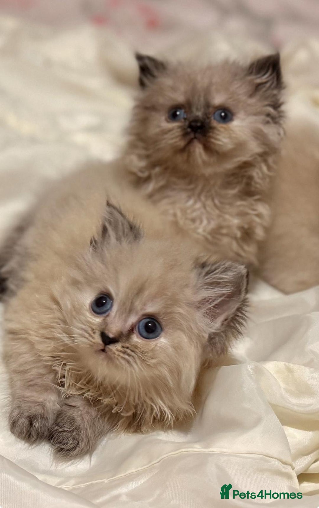 Mixed Breed cats for sale: Ragdoll X Persian kittens  - Image 22