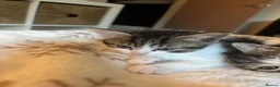 Mixed Breed cats for sale: Three Gorgeous 7 Week old KITTENS! Ghost Tabby! - Advert 9