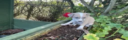 Italian Greyhound dogs for sale: Royal kennel club registered  - Advert 9