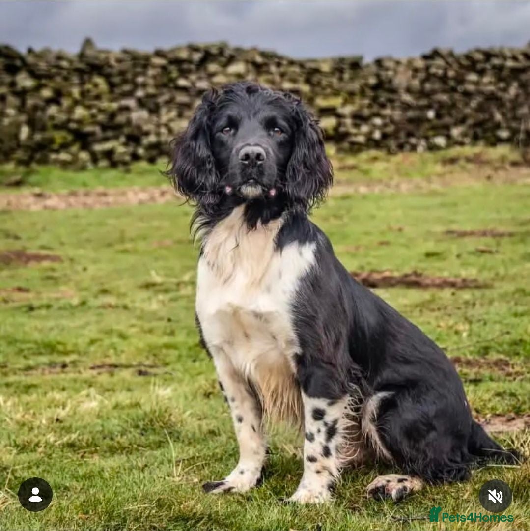 English Springer Spaniel dogs KC Registered English Springer Spaniels Puppies  - Advert 2