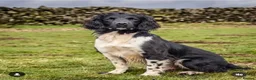 English Springer Spaniel dogs for sale: KC Registered English Springer Spaniels Puppies  - Advert 8