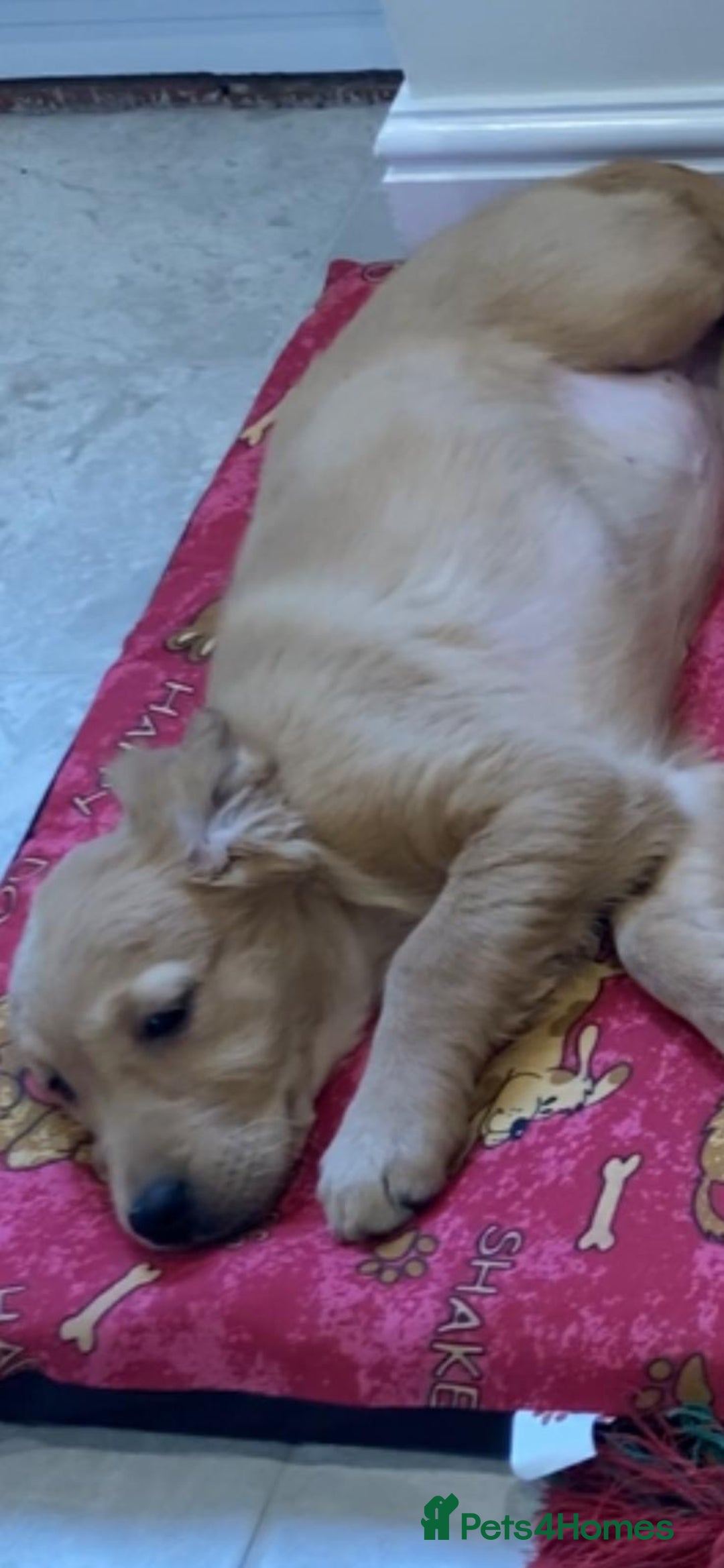 Golden Retriever dogs for sale: Golden retriever puppies  - Advert 6