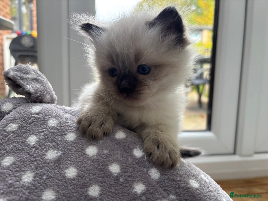 Ragdoll cats for sale: Ragdoll - Pedigree  - Image 15