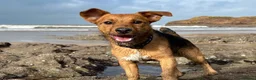 Jack Russell dogs for stud: Milo - Jack Russell in Ivybridge - Advert 4