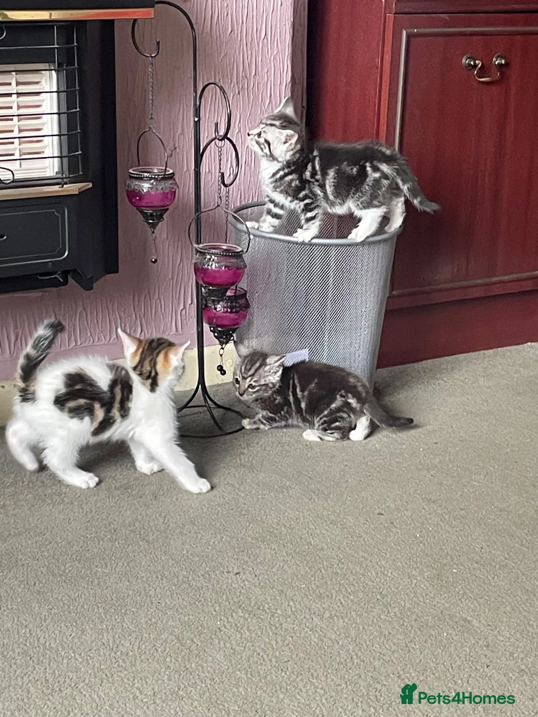 Mixed Breed cats for sale: Lovely friendly kittens - Advert 4