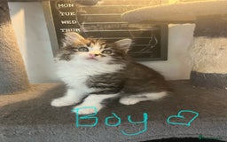 Mixed Breed cats for sale: 6 Stunning kittens ready now! 🤍 🐈 🤍 - Image 6