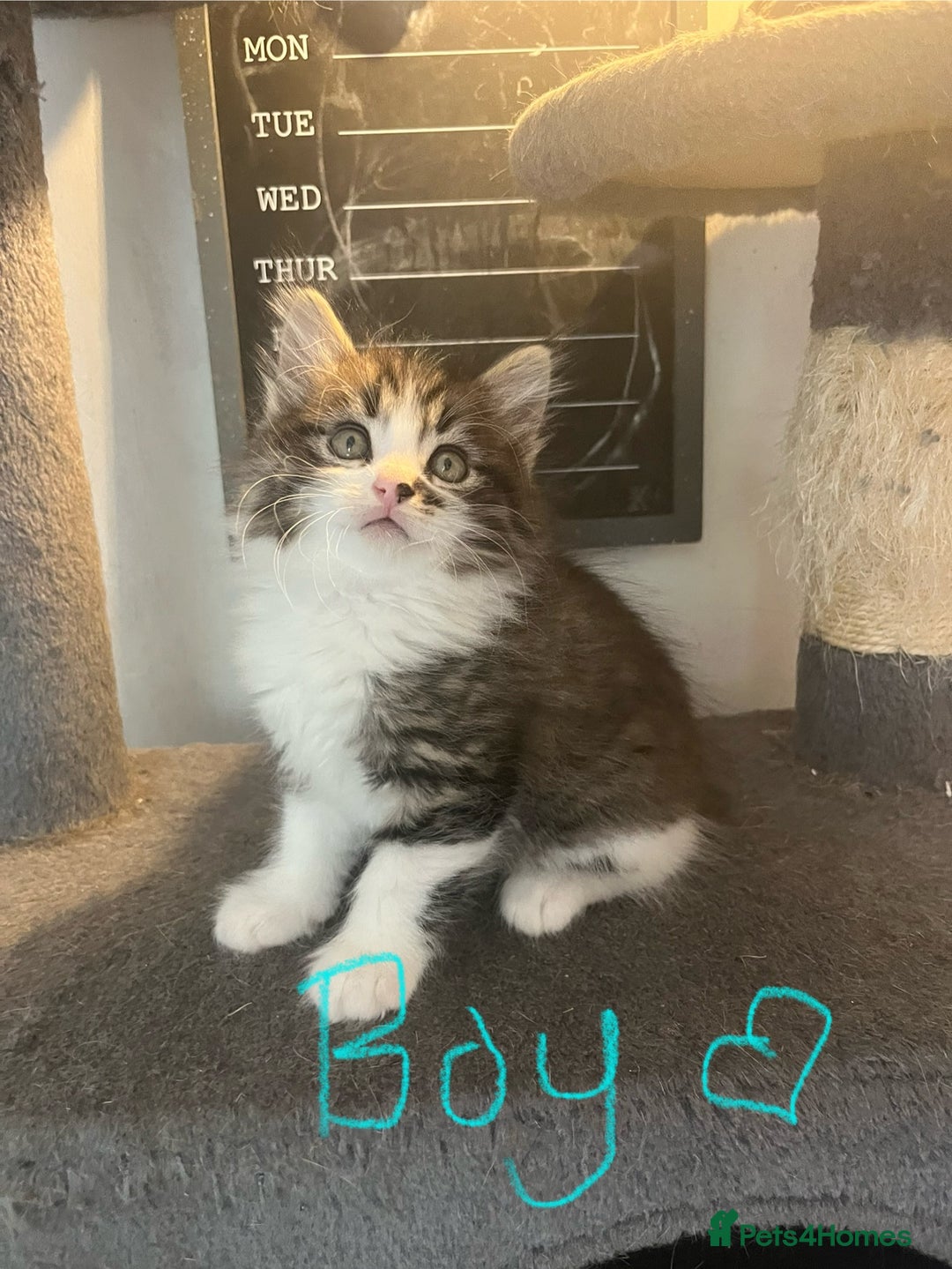 Mixed Breed cats for sale: 6 Stunning kittens ready now! 🤍 🐈 🤍 - Image 6