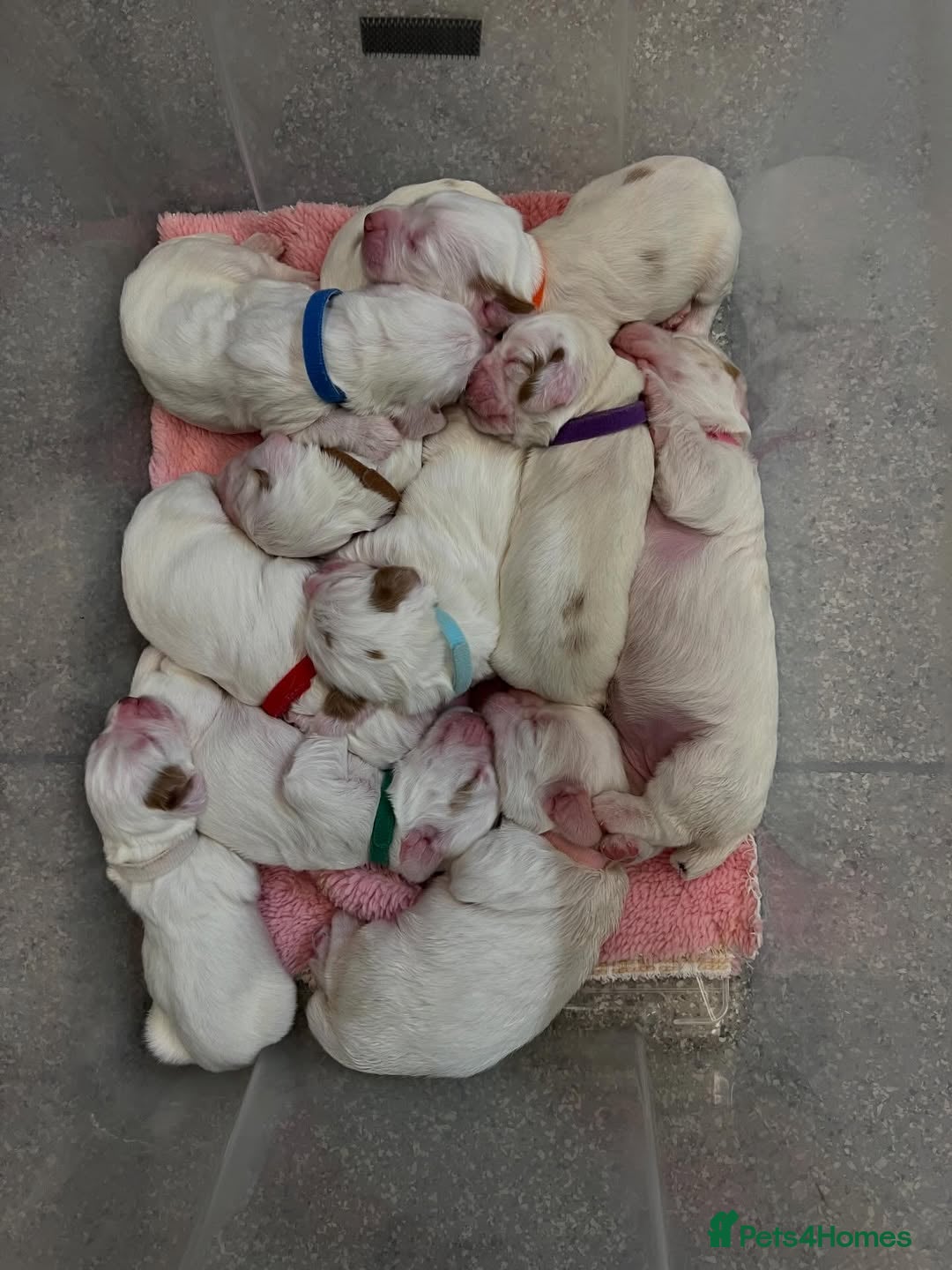Clumber Spaniel dogs Clumber Spaniel Puppies Available 🐾 - Advert 15
