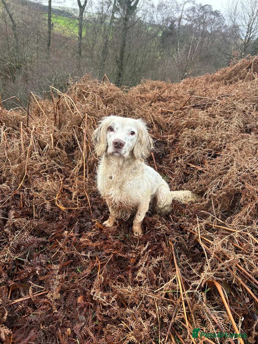 English Springer Spaniel dogs for stud: HEALTHTESTED WORKING ENGLISH SPRINGER SPANIEL in Bishop Auckland - Advert 2