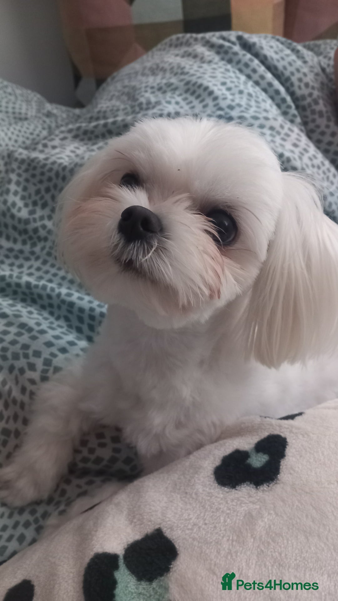 Maltese dogs for stud: Stunning,Proven - KC reg Maltese Stud in Castleford - Advert 2